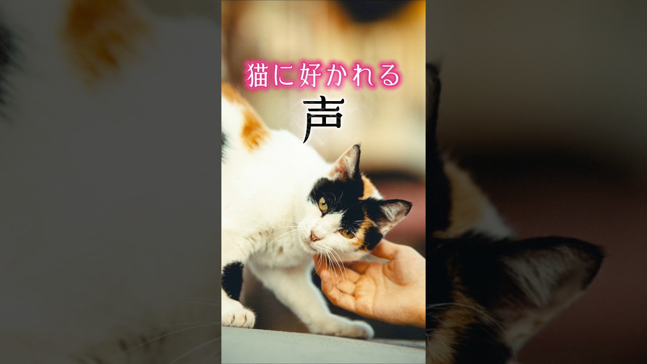 猫に懐かれる人の声の共通点 #猫スピリチュアル #スピリチュアル #猫のいる暮らし #ねこ #開運