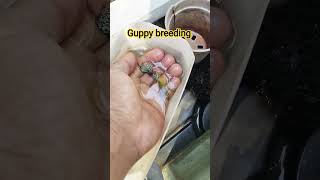 How to breed your guppy #guppy #fishkeepinghobby #tropicalfish #aquarium #fishtank