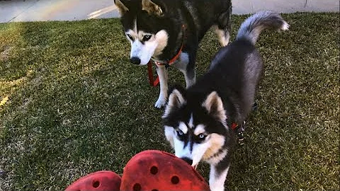 PCT 2023 Prep - Do You Really Need Crocs or Camp Shoes to Hike the Pacific Crest Trail ???