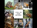 hey guys! it’s faedra_kitsune~ posting again!!! 💕💕 #wolf #fox #wolfandfox #foxandwolf #duo
