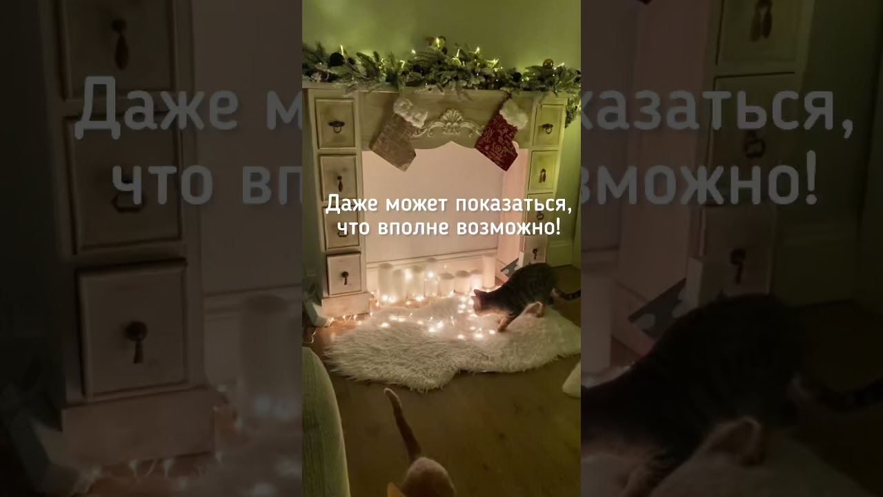 Возможна ли ёлка в доме с котами? | Is it possible to have a Christmas tree in a house with cats?