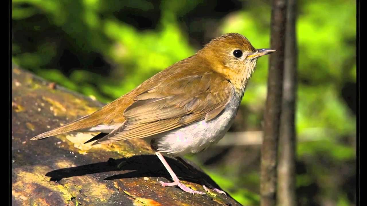 youtube dessay les oiseaux youtube dessay les oiseaux