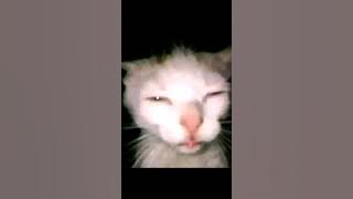 Jangan seperti bapak reggae cover