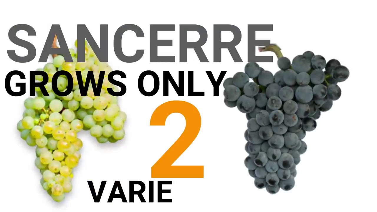 Learn Wine in 1 Minute  Regions   Loire Valley  Sancerre  High Definition Short Lesson for Beginners