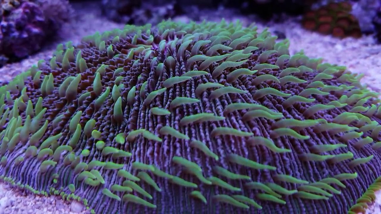 Reef tank only on Aquaforest products