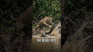 Jaguar vs Anaconda — The Amazon's Ultimate Predator Battle#Jaguar#Anaconda#AnimalBattle