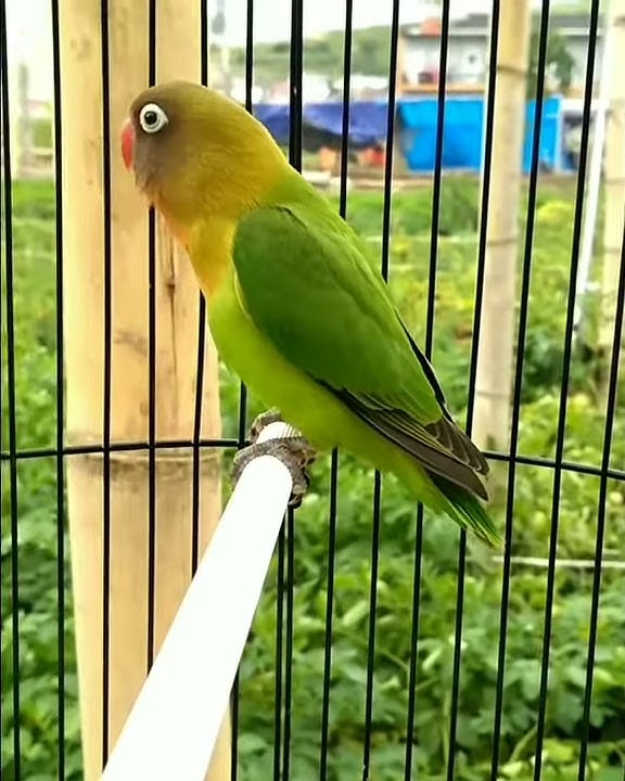 lovebird umur 2,5 bulan ngekek panjang