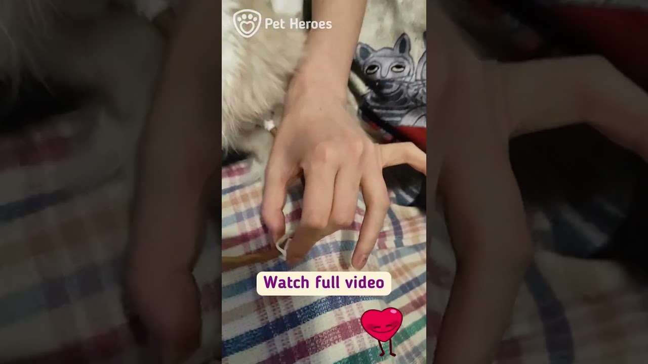 Feeding a cat via feeding tube