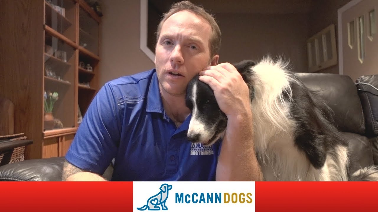 puppy training potty Calling All Dog Lovers. Help Me Share This Message