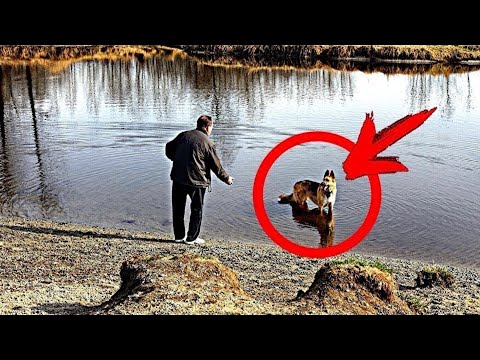 Собака тянет отца к озеру. То, что он увидел в воде, чуть не свело его с ума!