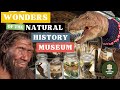 The wonders of londons natural history museum  an indepth guided tour