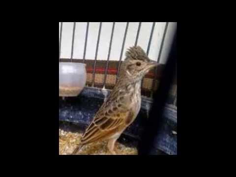 Burung Branjangan Jawa Gacor | Membedakan Jenis Kelamin Burung Branjangan - YouTube