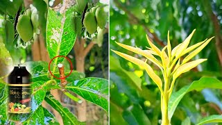 Best Liquid Fertilizer For Fast Fruit Mango Trees | Best Liquid Fertilizer