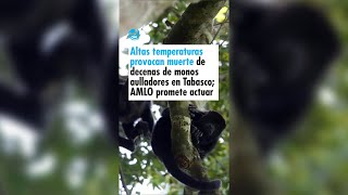 Altas temperaturas provocan muerte de decenas de monos aulladores en Tabasco; AMLO promete actuar