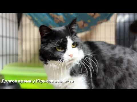 ЮРКИС - YouTube