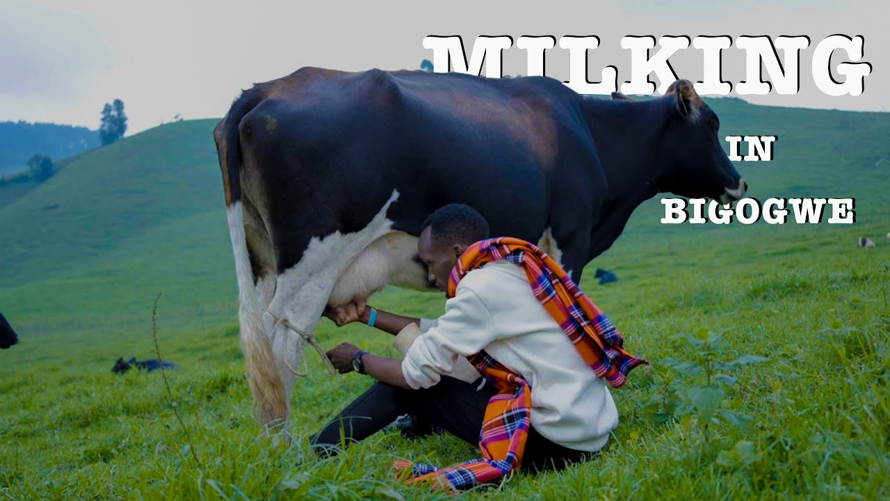 MILKING IN BIGOGWE, RWANDA | Cinematic Film 4K | Sony FX3