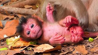 Welcome newborn baby, God bless |  Real Angkor Monkey​