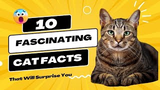10 FASCINATING CAT FACTS that will SURPRISE YOU by KwentoTV Vlog 65 views 1 year ago 2 minutes, 11 seconds