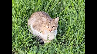 MİYAV KEDİCİKLER #shorts #short #kedi #pisitv