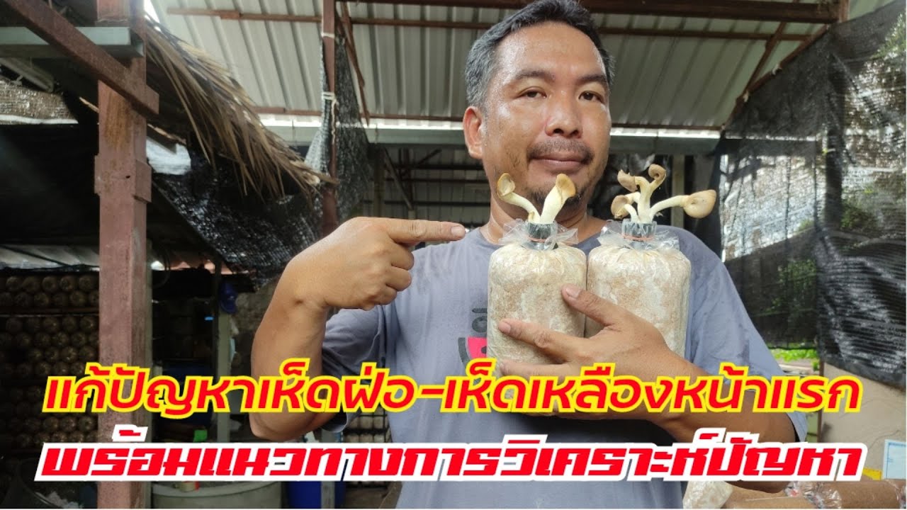 แก้ปัญหา #เห็ดฝ่อ #เห็ดเหลือง หน้าแรกพร้อมแนวทางการวิเคราะห์ปัญหาเพื่อหาสาเหตุ