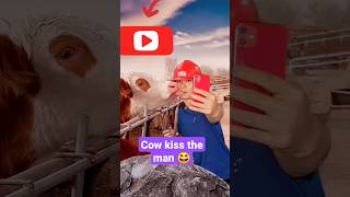 Cow Kiss The Man So Love Cow Funny Amazing Video