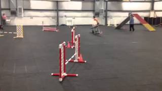 Pixie AKC Std 8/9/15