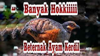 Beternak Burung Puyuh Gonggong atau puyuh hutan
