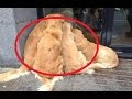 何かに「注目」するゴールデンレトリバーたち。その視線の先には…【ほっこり】