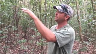 Possible skunk ape caught on camera