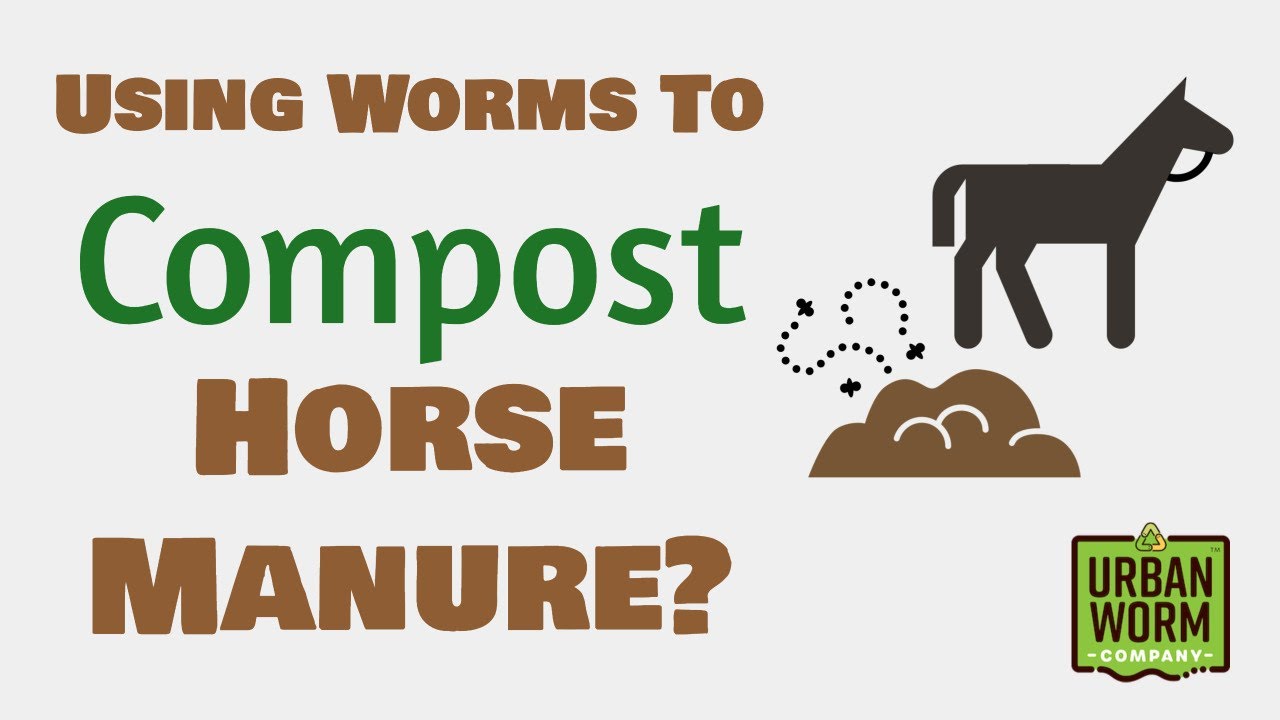 Horse Manure Is It a Good Idea? YouTube