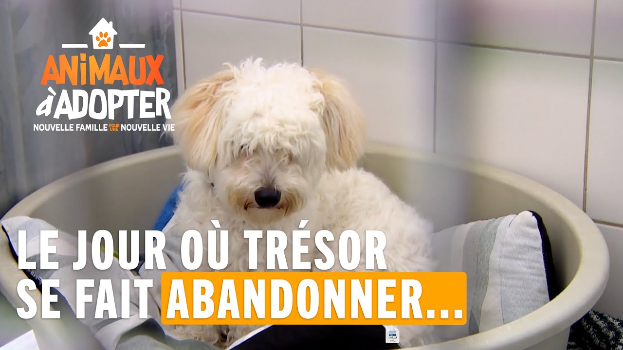 Le jour o Trsor se fait abandonner   Animaux  Adopter