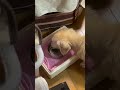 3年前の愛犬マック #マック #愛犬 #犬 #いぬ #可愛い #かわいい #mac #cute #lovely #dog #dogs #ダックスフント #perro #chien #cane
