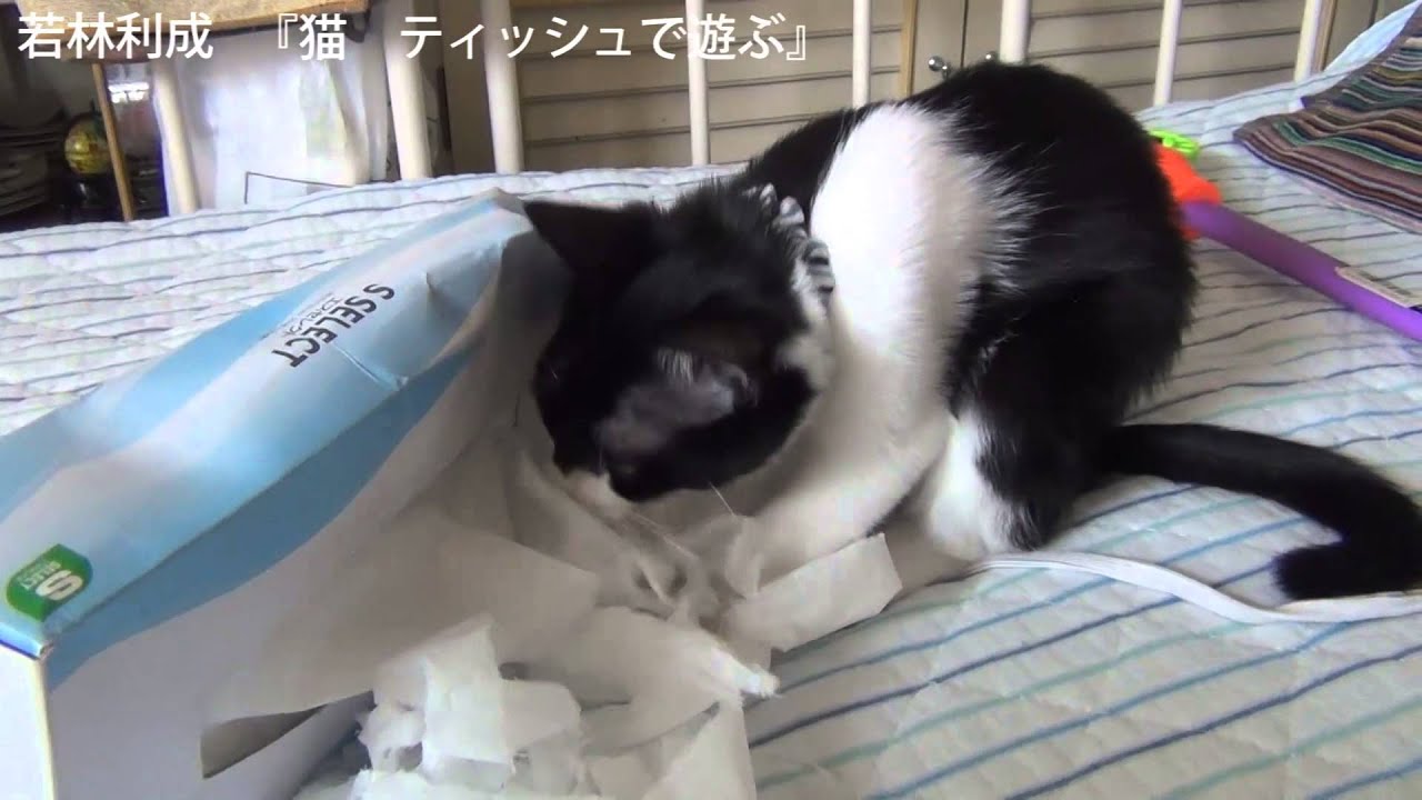 猫ティッシュいたづら 若林猫 Youtube