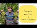 Подкормка винограда в Сентябре. Это НУЖНО сделать! Вызревание лозы.