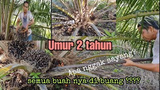 Perawatan Kelapa sawit umur 2 tahun. Buang buah (kastrasi)