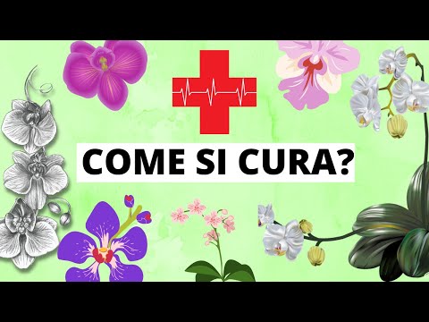 Video: Orchidea: Cure Domiciliari Adeguate (come Prendersi Cura Di Un'orchidea)