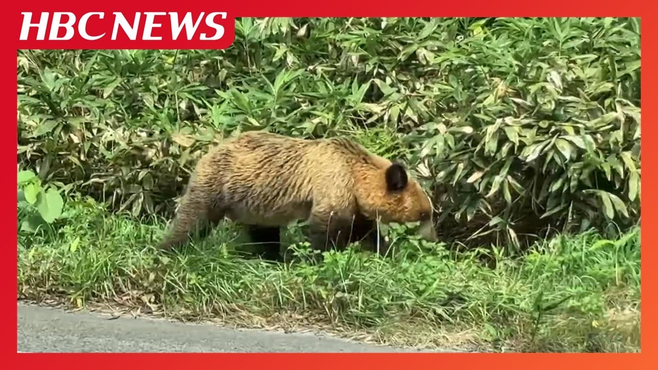 HBCカメラマンがヒグマに遭遇 北海道厚沢部町 国道227号線 - YouTube HBCカメラマンがヒグマに遭遇 北海道厚沢部町 国道227号線 - YouTube