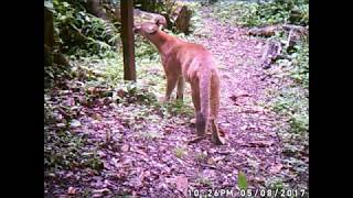 Mountain Lion  at Mount Totumas Cloud Forest May 2017