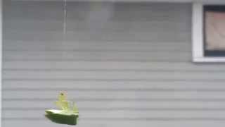 Freeing a leaf hopper from the snare of a spider. screenshot 3