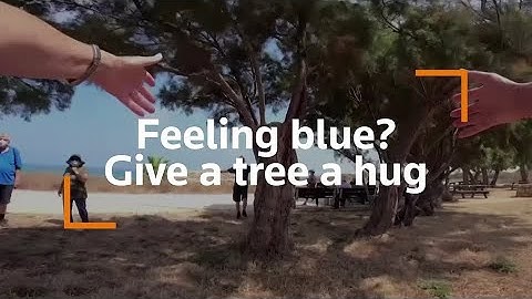 Hug a tree to beat social distancing blues