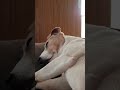 Jerry Jack Russell Loves sleeping to Bach Air Suite No 3.. Tummy Tickle