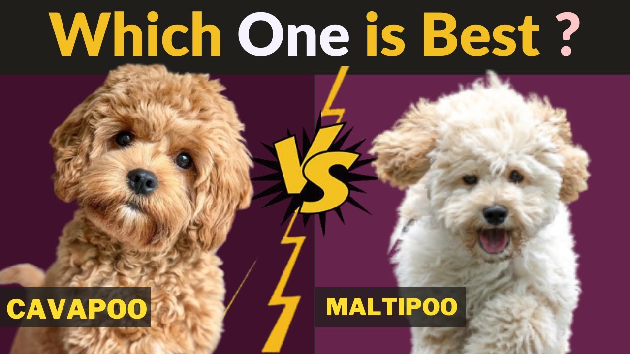 Mini Goldendoodle vs Cavapoo (cavoodle) - Comparison Two Dog breeds - YouTube