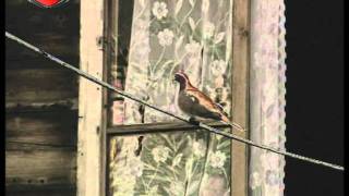 Osman Sari Kursun Gazeli Mehmetgurkansimsek Gmail Com