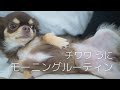 犬をやめたチワワのモーニングルーティン【新居版】