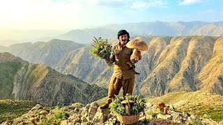 Harvesting wild plants from the harsh Dena highlands: a nomadic journey