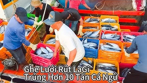 Ghe Lưới Rút Trúng Hơn 10 Tấn Cá Ngừ