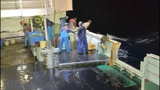 melihat kesibukan kapal longline japan ,,