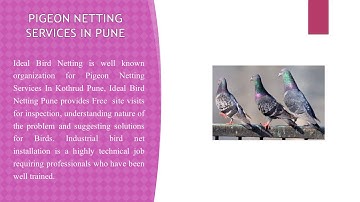 Bird Net Dealer in Pune - Ideal Bird Netting Pune