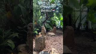 Owl in #almere #netherlands #uil #jungle #birds #bird