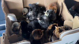 McMurray Hatchery Chicks are in! || Raising Pollitos Ep. 2